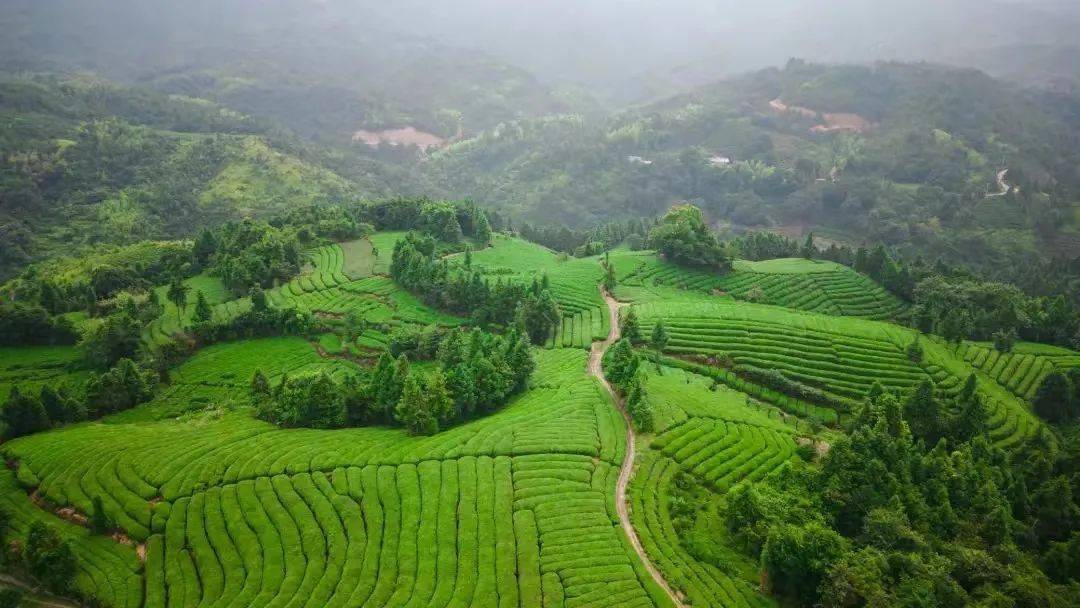 在一间茶园附近的民宿，你能够干什么？