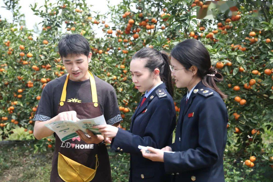 德保税务：便民办税“365买球网站 2022世界杯买球春风”吹进千亩柑橘园(图1)