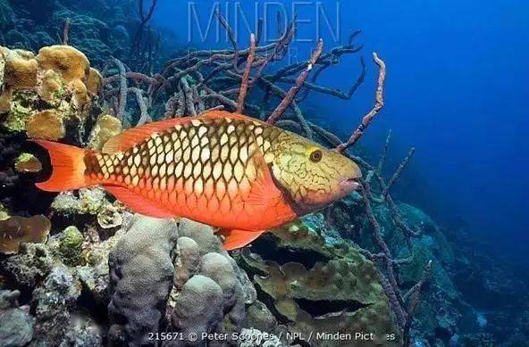 ��֪��������������ϸ��ɳ̲����ʵ���㡾��㡿��