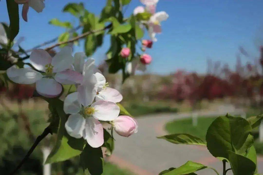 北京春天赏花去哪里？那6个处所太美了，不去实的可惜！