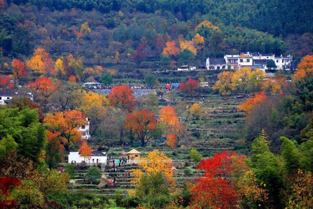 保藏！11月旅游地保举！错峰出游，那些处所已经美成仙境！