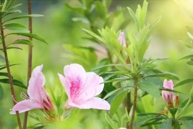 古诗词中的15种春花