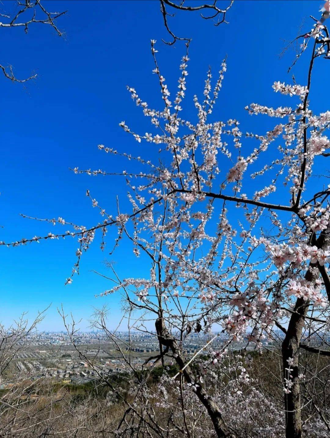 美上热搜！北京仙人春日特色弄法来袭，一眼心动！