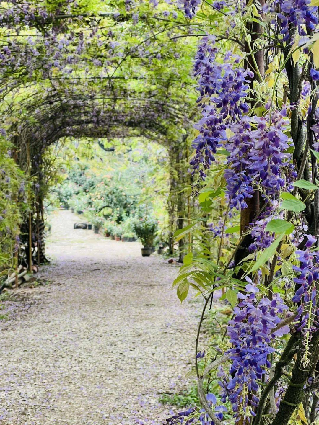 南宁这里有一个紫藤花长廊，一进门就被惊艳到了~太浪漫了！