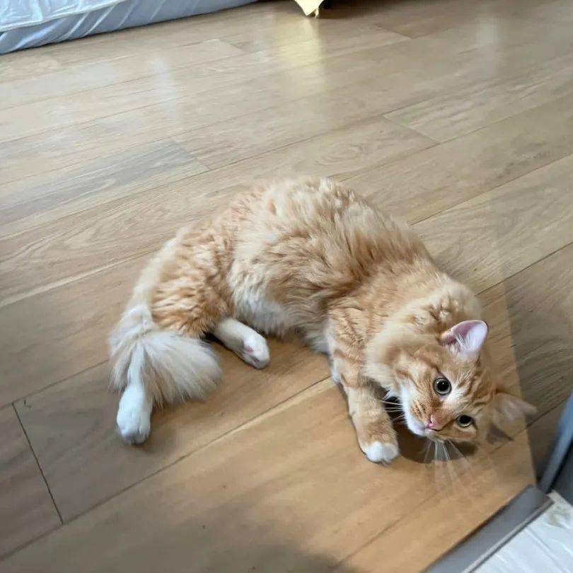 ���ë����Ϊʲôϲ������㣿