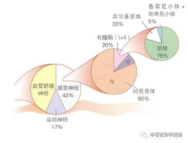 筋膜：你体内更大的感触感染器官！你领会吗？