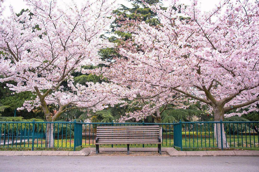 4月不来那座樱花开满的城市看看，我会遗憾整个春天