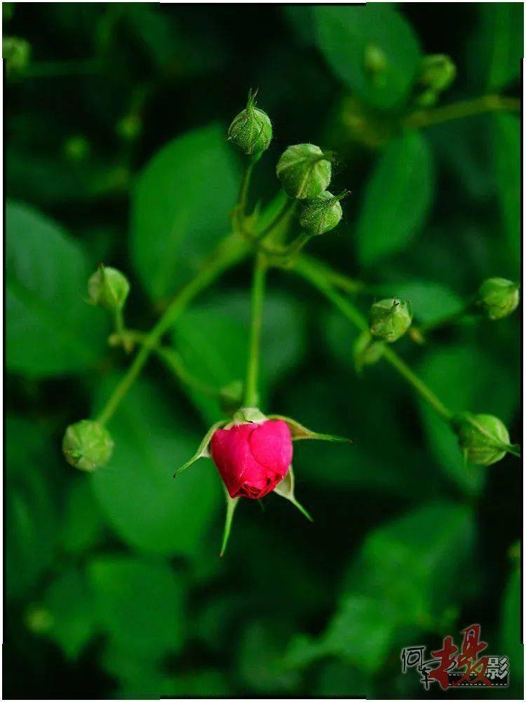 遛弯拾景：万绿丛中一点红