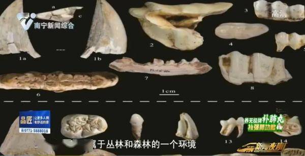 广西发现大型哺乳动物群化石！年代距今……