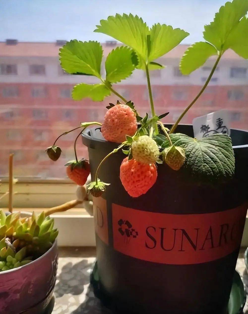 新手养草莓有妙招学会正确的种植方法果子一串接一串开云体育app(图2)