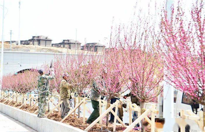 完美电竞延吉市完成“绿美延吉”行动春季树木栽植工作