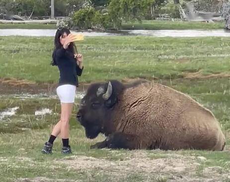 美国游客多次在黄石公园挨野牛自拍 摄影师：牛刺伤人就得被安乐死