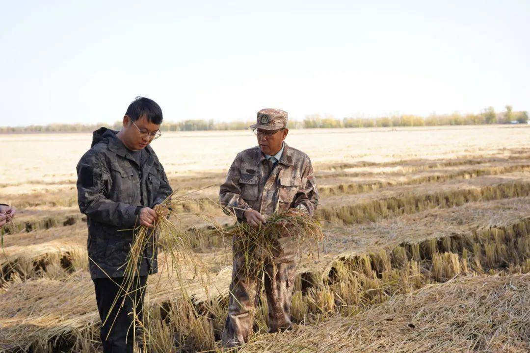 江川农场有限公司对分段收获工作进行阶段性验收