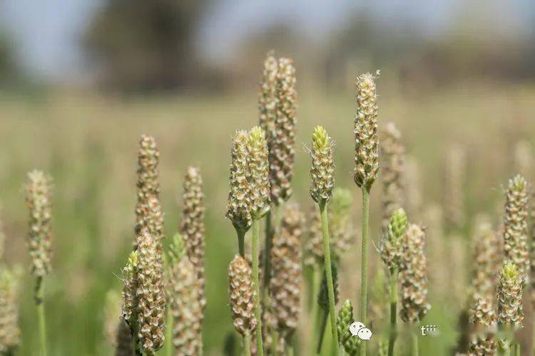 洋车前子（英文名psyllium）是一种纯天然植物纤维来源，可吸收其重量数倍