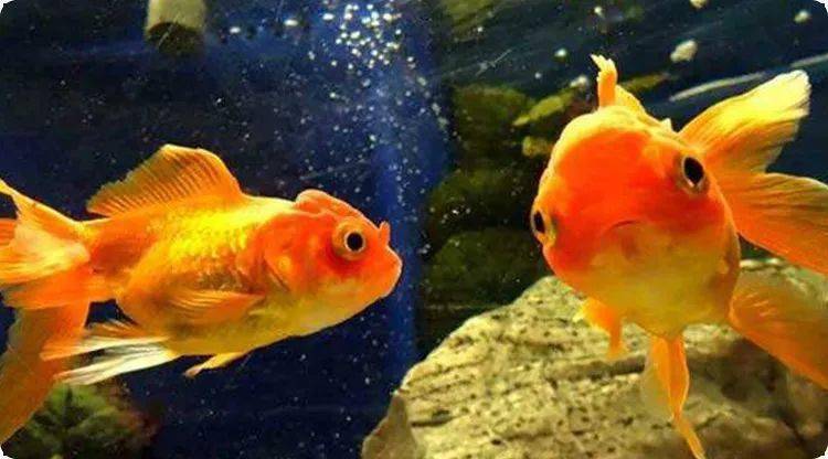 梦见很多金鱼在水中游，探索梦境中的财富与幸福象征