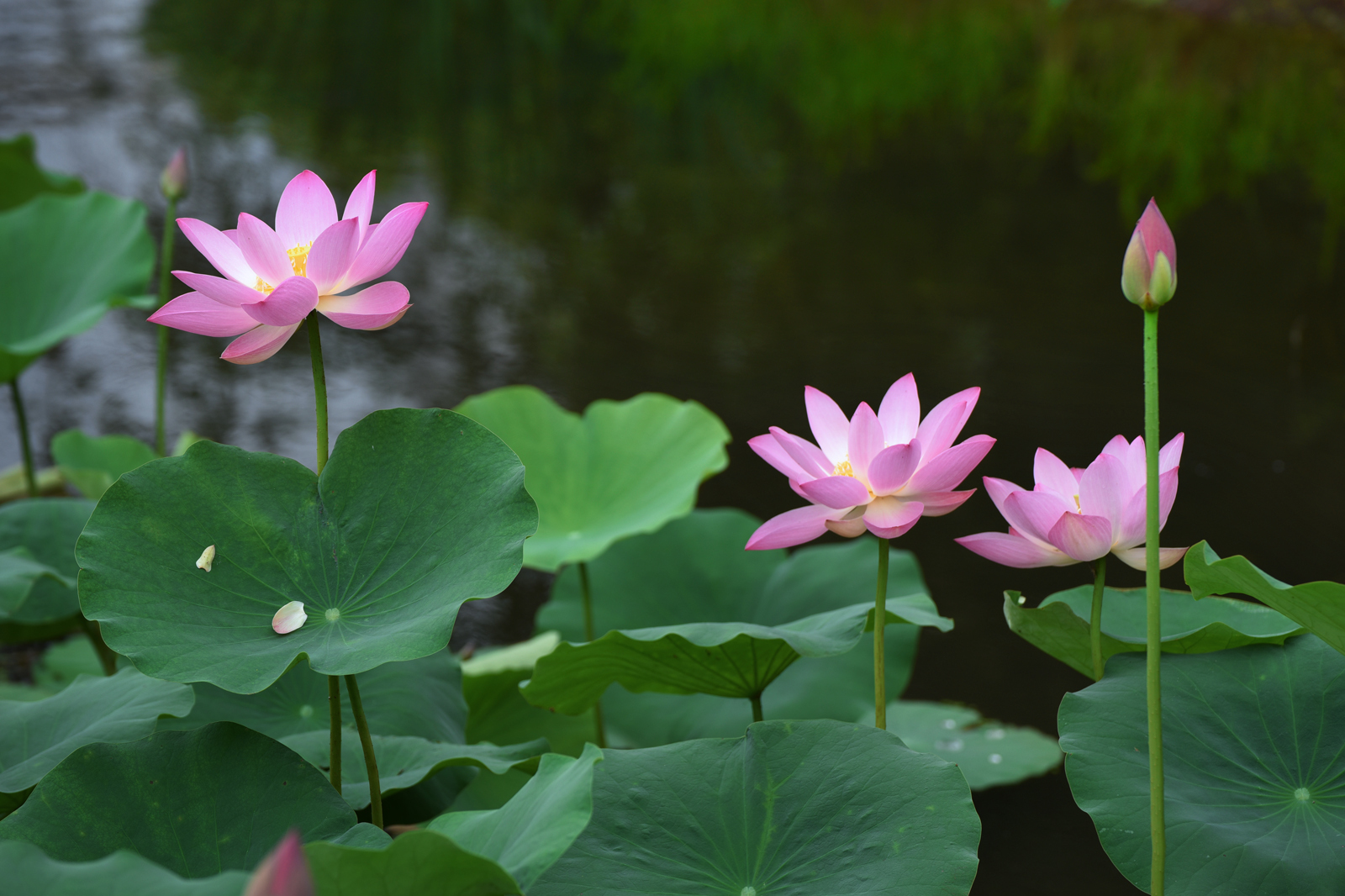 一池荷花半生梦一园清风满城香安庆市莲湖公园荷花写真集