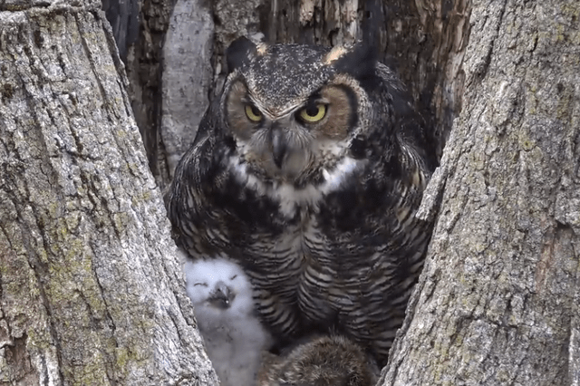 大角猫头鹰在树上的家里喂养两个可爱的小宝宝