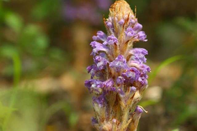 叫"草苁蓉",在民间还有很种叫法,具有鲜明的功效特点,如壮根草,列当等