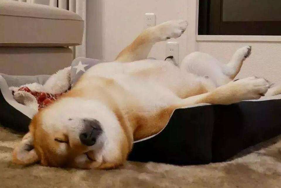 狗狗睡姿势图片