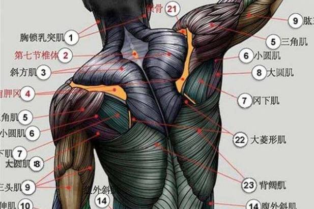 原创 人体结构有哪些不合理的地方?答案有些羞于启齿!