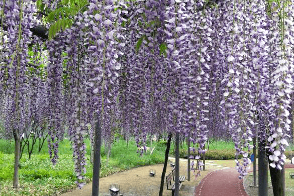 九尺藤:花蕾为紫色,开花后逐渐转至淡紫色;幼年期花