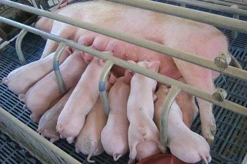 原创 「养猪小课堂」夏季哺乳母猪产后平均每天需喂多少料?