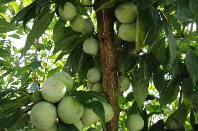 寒地矮化李子栽培技术