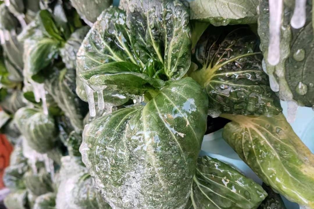 零下七度冰冻考验3小时冰花菜大变身