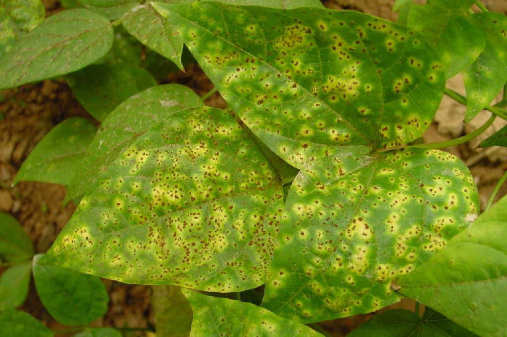 绿之洲豆角锈病怎么办