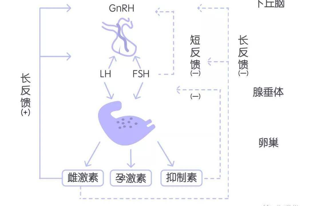 怎么搞懂hpo轴科普视频下丘脑垂体卵巢轴