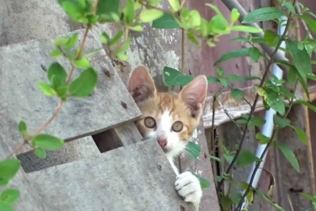 橘猫被主人所遗弃，流落街头成了猫妈妈，被打瞎眼睛仍为孩子讨食_娜比