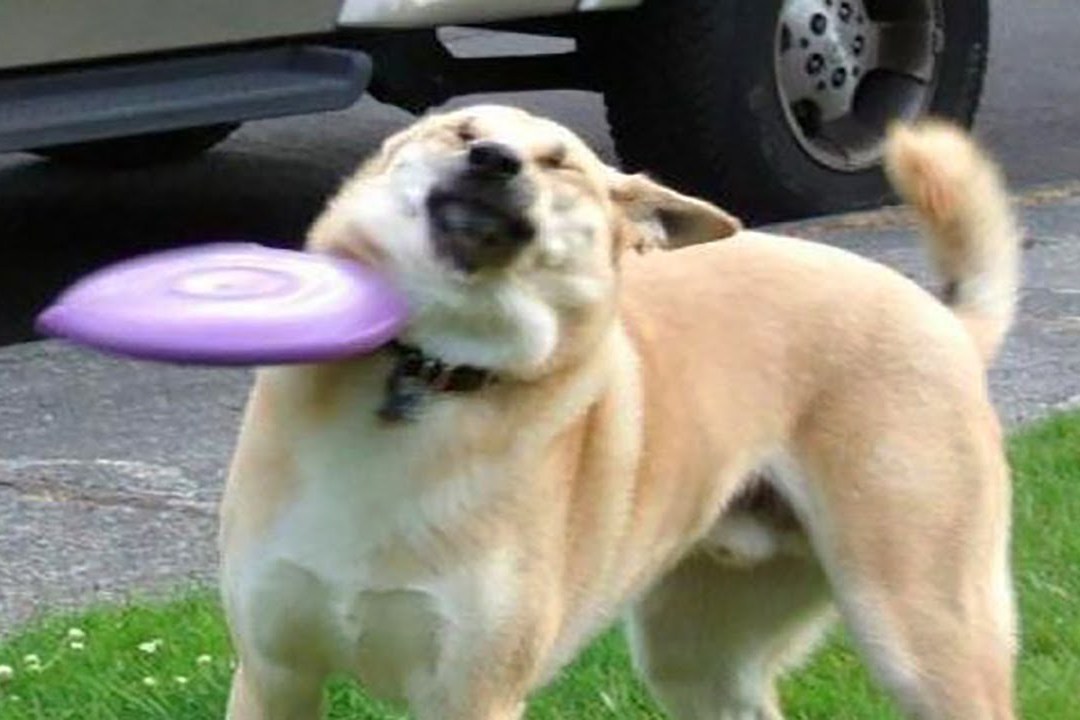 狗狗们搞笑意外不断画面太滑稽主人记录下了全过程