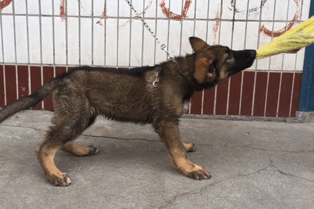 3个月的狼灰东德牧羊犬,咬口和性格都很不错,关键是价格还不高