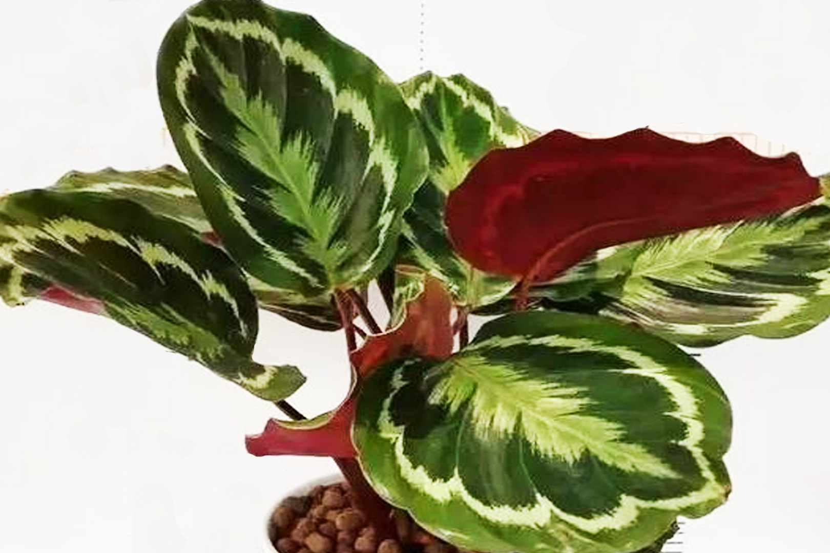 热带风情尽显的彩虹竹芋跟我这么养护叶片挺立葱翠油亮浓绿