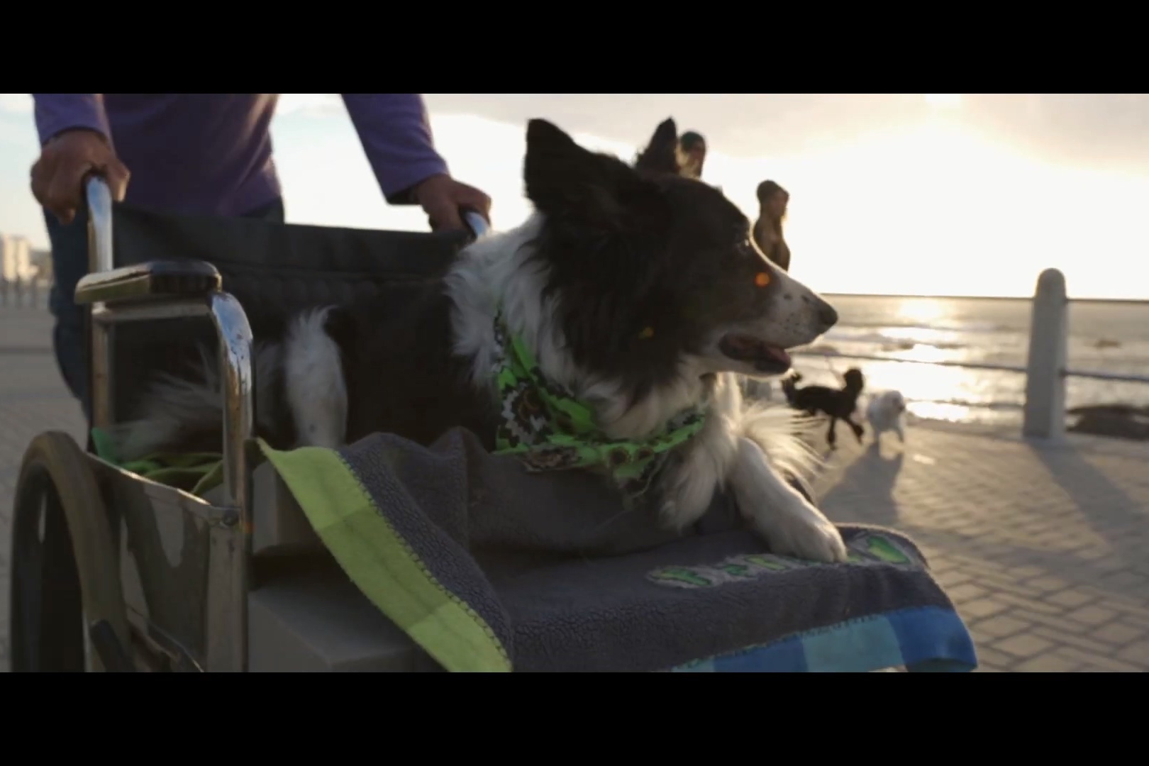 什么是无条件的爱狗狗给我上了一门所有老师不会讲的课