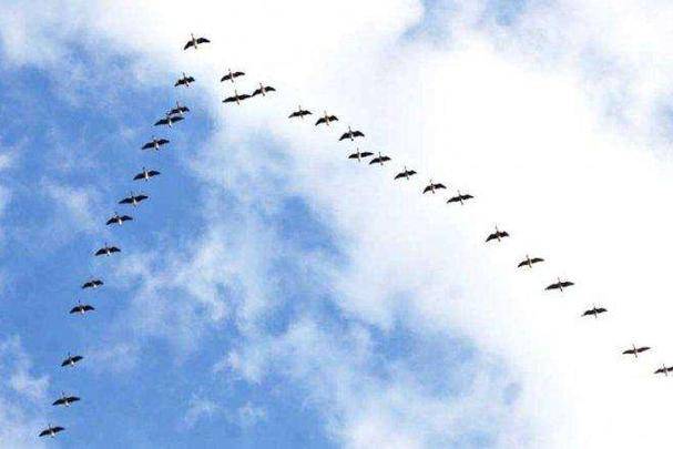 八月十五雁门开,小燕走了大雁来——秋夜雁声