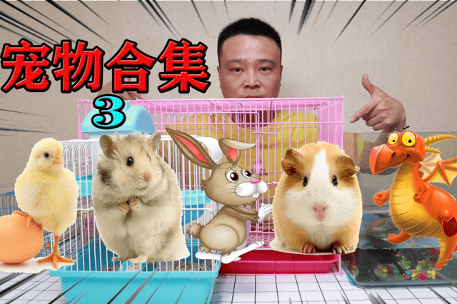 小浪哥回顾侏儒兔,金丝熊,蝴蝶犬,荷兰猪小黄鸡等过得好吗?