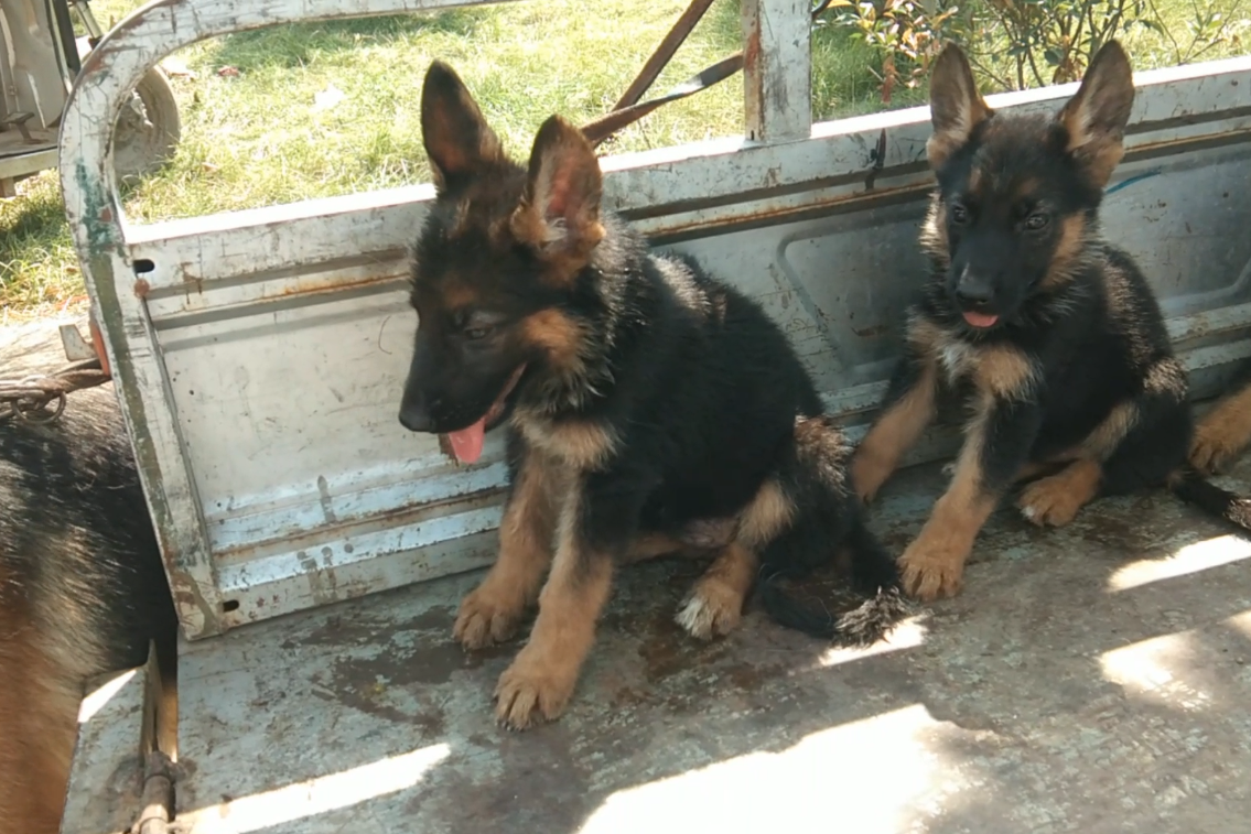 西德犬幼犬三个月图片图片