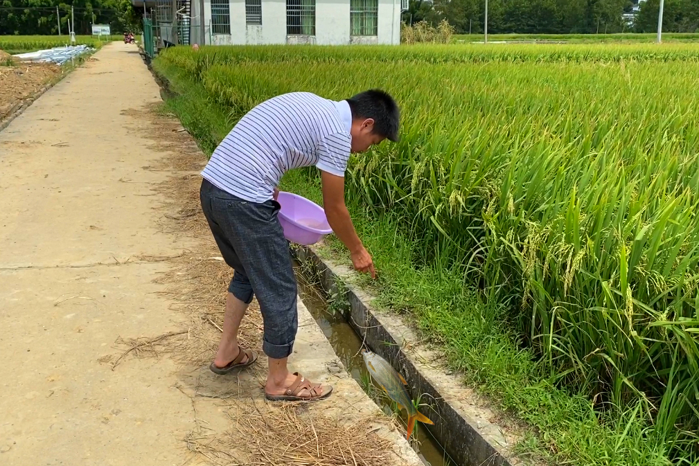 小伙在农田干活远远听见水沟里有动静走前一看高兴坏了