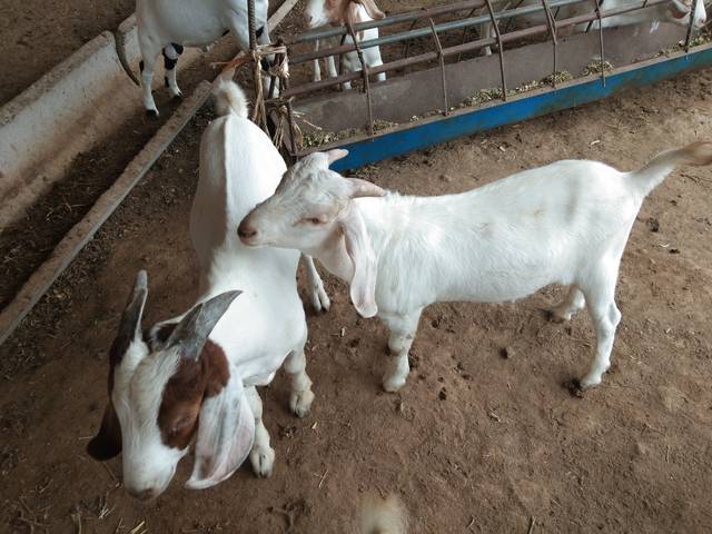 这只努比亚小羊的见多识广,成就了它今日的辉煌