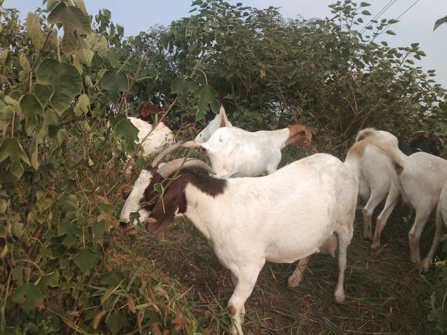 给羊看"病"的一般思路和公式化流程,学习后你也可以小试身手