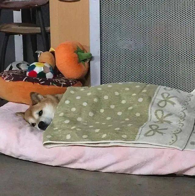 宠物狗大全的个人展示页