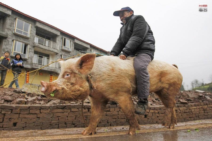 论中国大爷的搞笑指数