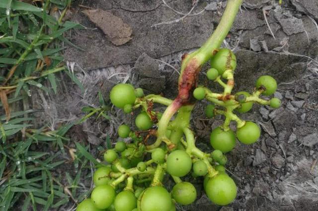 什么是葡萄穗轴褐枯病?如何预防