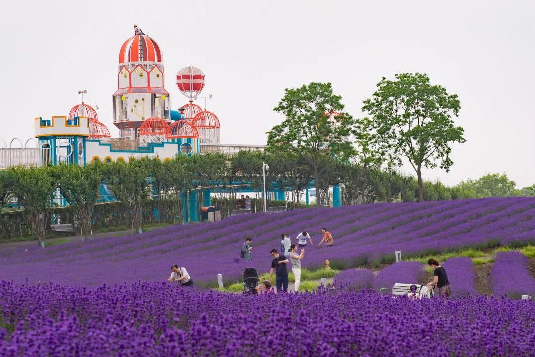 上海薰衣草公园电话图片