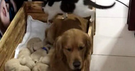 猫咪混进金毛狗崽窝，主人明白它意图笑哭，原来都是寂寞惹的祸
