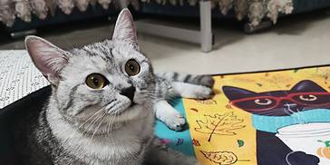 生活无处不觉察——养猫如养人