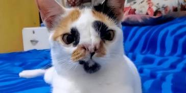 都说三花猫千万别养，为什么呢？因为它实在太可怕了