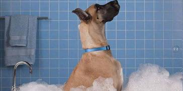 狗狗真的需要每天都洗澡吗？小心把狗洗出病来