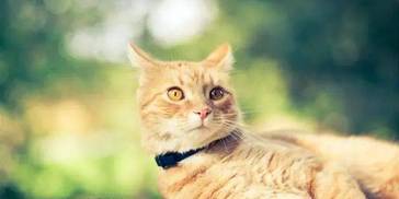 想养猫？猫的生活习性你整明白了没？“劝退指南”了解一下